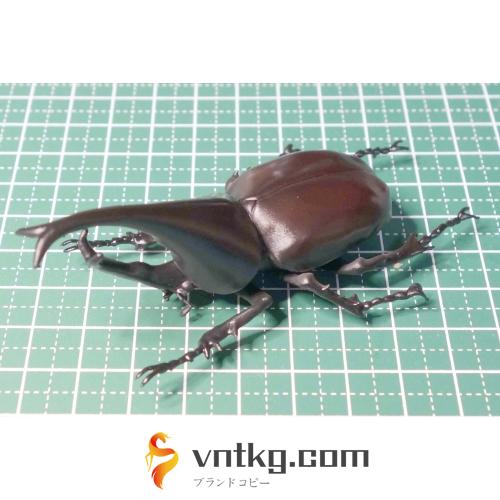 【昆虫標本】ヒメカブト Xylotrupes gideon